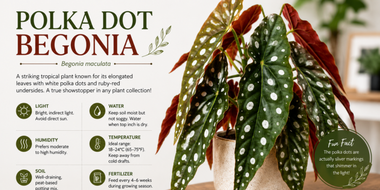 Polka dot begonia (Begonia maculata) plant with spotted leaves in an indoor pot