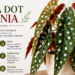 Polka dot begonia (Begonia maculata) plant with spotted leaves in an indoor pot