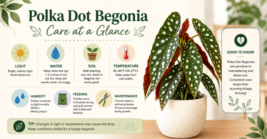 polka dot begonia