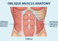 Oblique muscle anatomy and core muscles