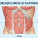 Oblique muscle anatomy and core muscles